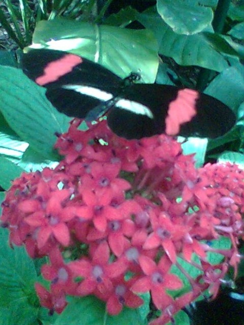 Park_butterflyC.jpg