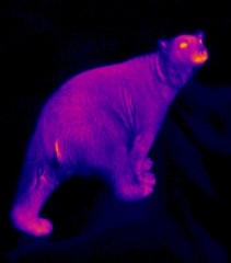Wiki_polarbear_infared.jpg